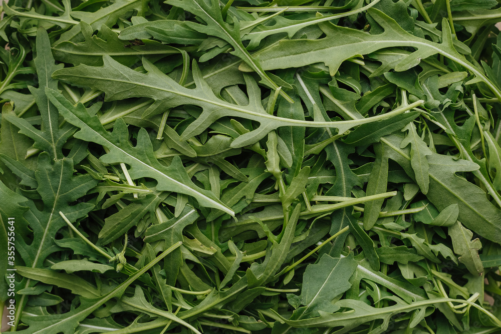 fresh green leaves of arugula for salad fresh green leaves of arugula for salad