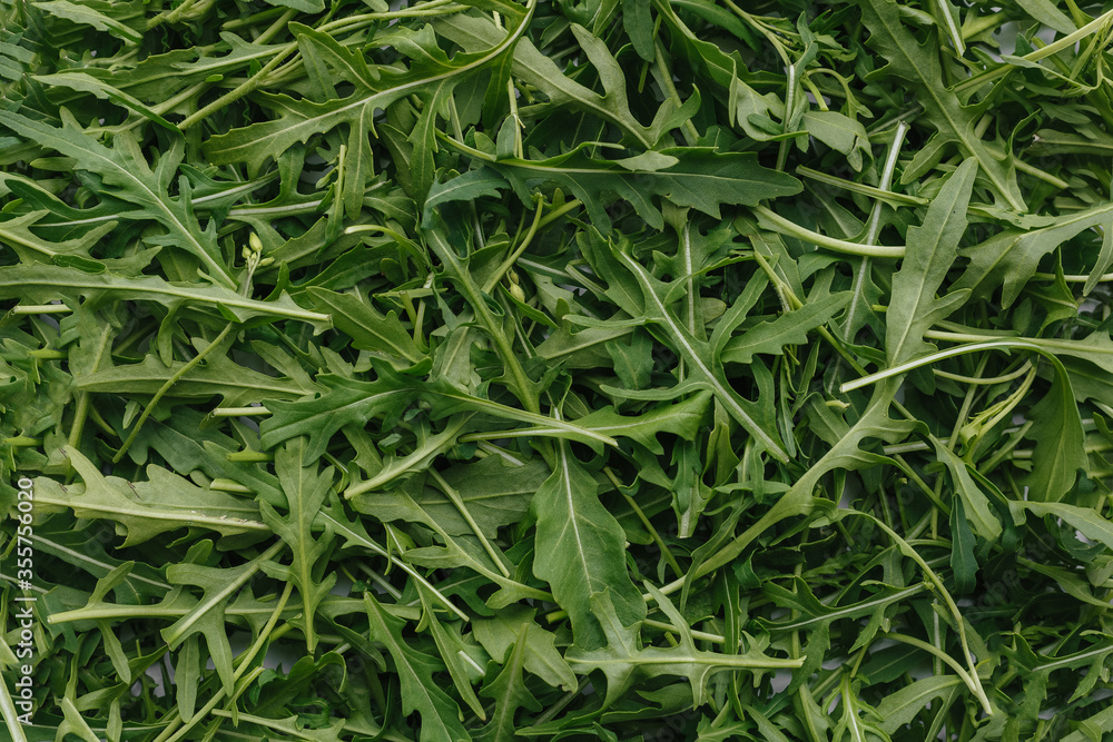 fresh green arugula for cooking dinner salad fresh green arugula for cooking dinner salad