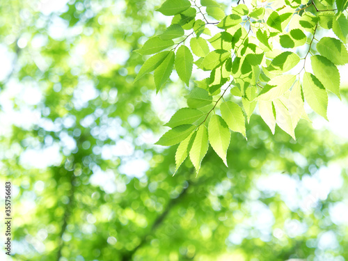 新緑のケヤキ