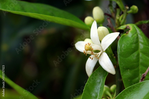 Beautiful White Flower in a Garden. Citrus Tree Blossom on a Branch with Green Leaves Background. Nature Wallpaper. Image suitable for Spa, Beauty, Cosmetic & Perfume Advertisements or Banner.