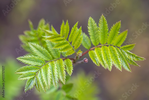 Fotografia the top view on fresh green leaves of a mountain ash