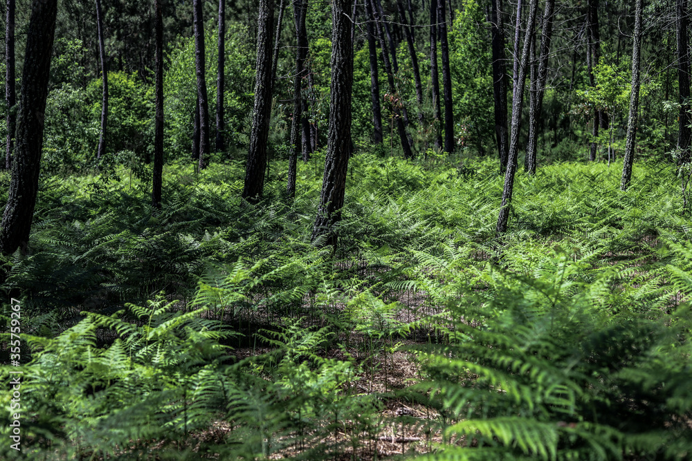 wonderful Portuguese forest with many ferns and pines in a green landscape in Portugal
wonderful Portuguese forest with many ferns and pines in a green landscape in Portugal