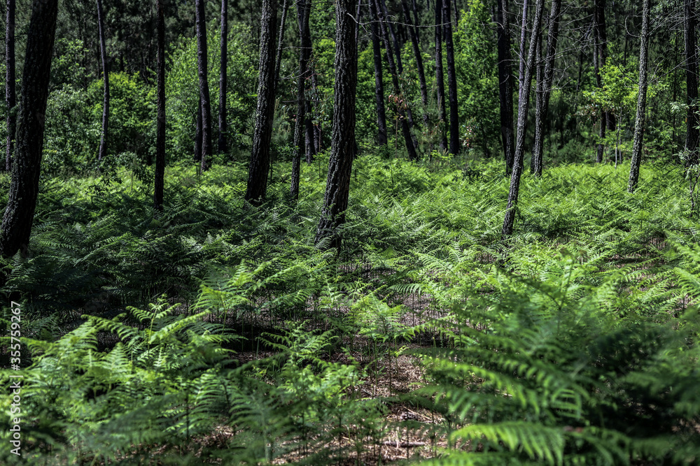 
wonderful Portuguese forest with many ferns and pines in a green landscape in Portugal