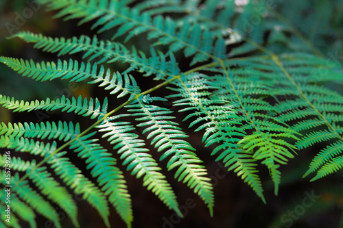 Wallpaper Mural 
wonderful Portuguese forest with many ferns and pines in a green landscape in Portugal Torontodigital.ca