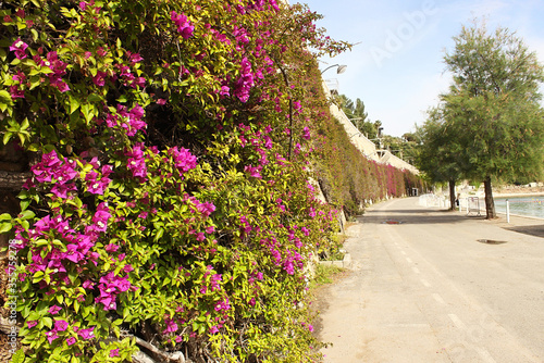 A stone wall completely entwined with green vegetation with bright pink flowers. Spring flowering  bright colors. The beauty of wildlife. Photo taken in Villefranche-sur-Mer.