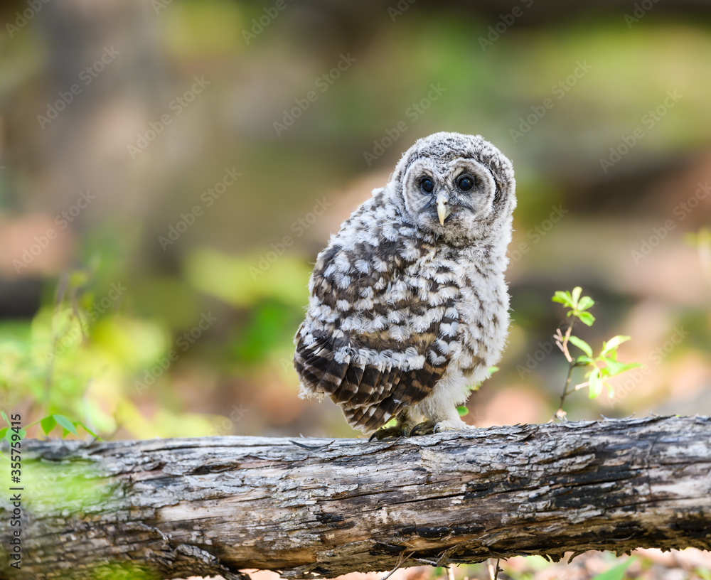 Fototapeta premium Barred Owlet Fledgling on Log Closeup Portrait