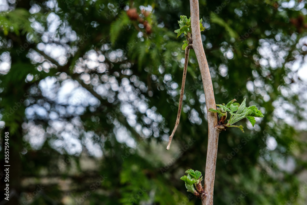 A thin branch of raspberries on which young spring leaves blossom. Left copyspace.