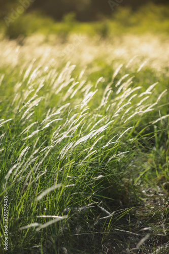 Summer yellow flowers and different herbs on the meadow.