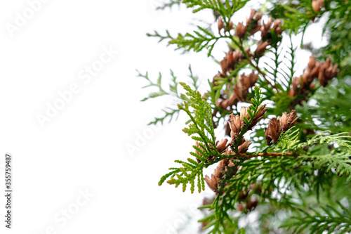 Spring flowering young thuja with small brown flowers on a white background. On the left is a white space for copyspace.