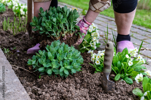 A woman plants flowers in a flower bed surrounded by paths made of concrete and pavers. Spring planting flowers in the garden.