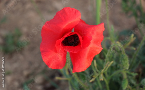 Red Poppy Flower Blooming in a Garden on a Sunny Spring or Summer Day with Green Leaves Background. Beautiful Idyllic Unspoiled Nature Bright Wallpaper.