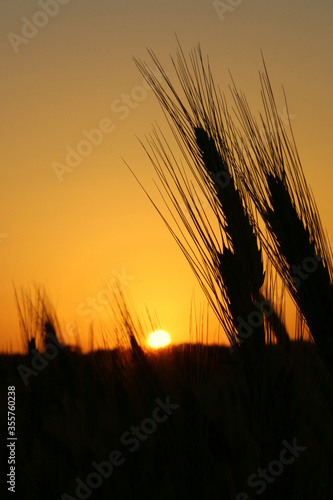 The Sun Setting Down behind a Rural Countryside Wheat Field on a Summer or Autumn Day with the Golden Sky in the Background. Beautiful Idyllic Peaceful Sunset Image.