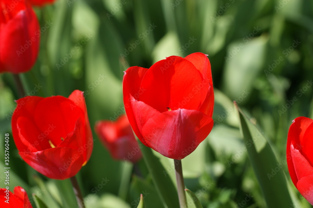 Naklejka premium Tulpen im Frühjahr