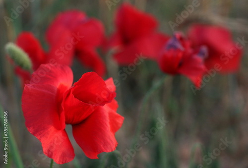 Fototapeta Naklejka Na Ścianę i Meble -  Red Poppy Flower Blooming in a Garden on a Sunny Spring or Summer Day with Green Leaves Background. Beautiful Idyllic Unspoiled Nature Bright Wallpaper.