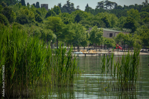 Bamboo growing in the Garda Lake and river in background, Lazise, Verona