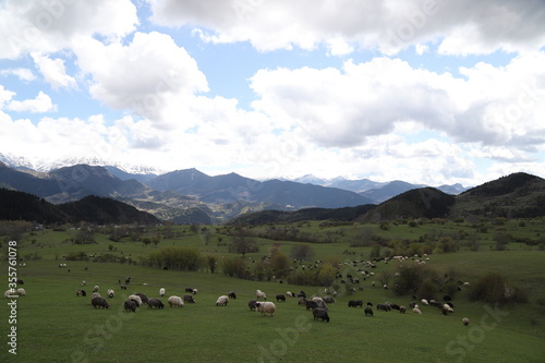Sheep herd on beautiful green mountain pasture.artvin