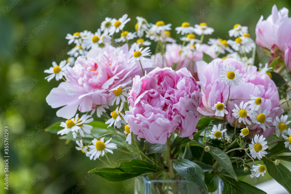 Fototapeta premium Pfingstrosen (Paeonia) und Kamille