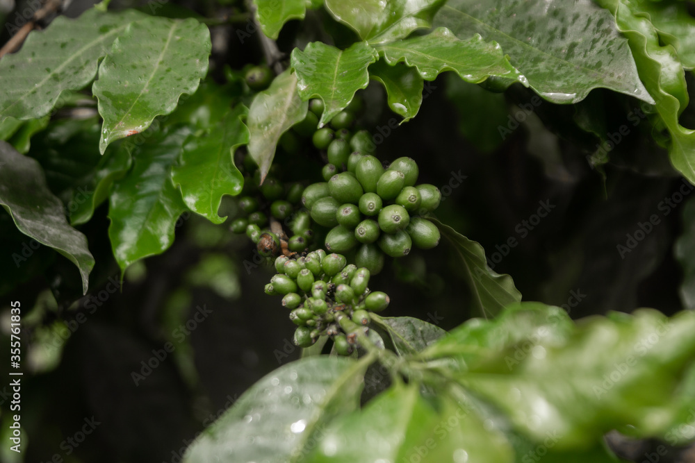 Green coffee bean in tree in mountainous area Green coffee bean in tree in mountainous area