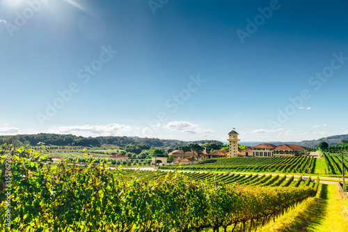 Vineyard of a farm at southern Brazil, Bento Gonçalves, with green grape trees in a valley above a full sun and shiny day photo