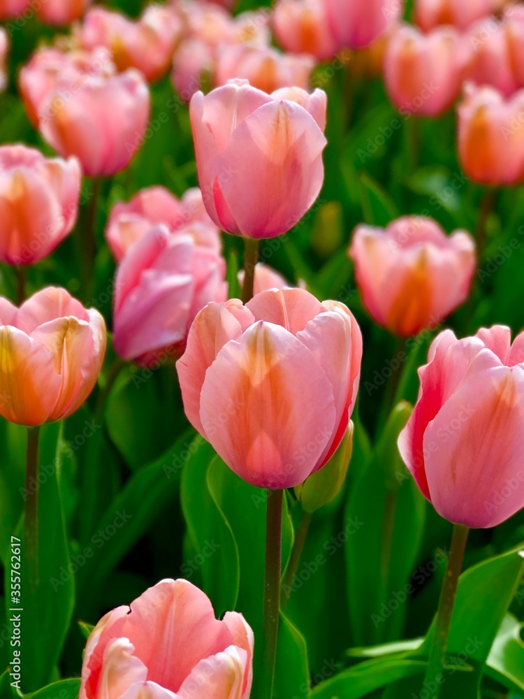 Fototapeta premium red and white tulips