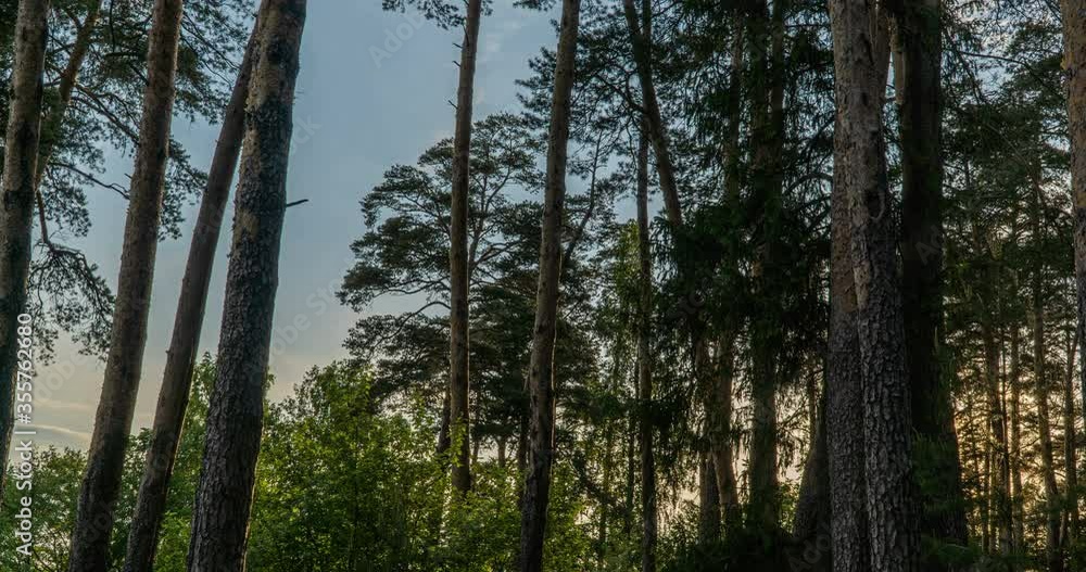 Green Forest. Pine Trees Fairy Forest. Trees pattern. Camera movement inside the forest. Wonderful green mountain forest in summer Green Forest. Pine Trees Fairy Forest. Trees pattern. Camera movement inside the forest. Wonderful green mountain forest in summer