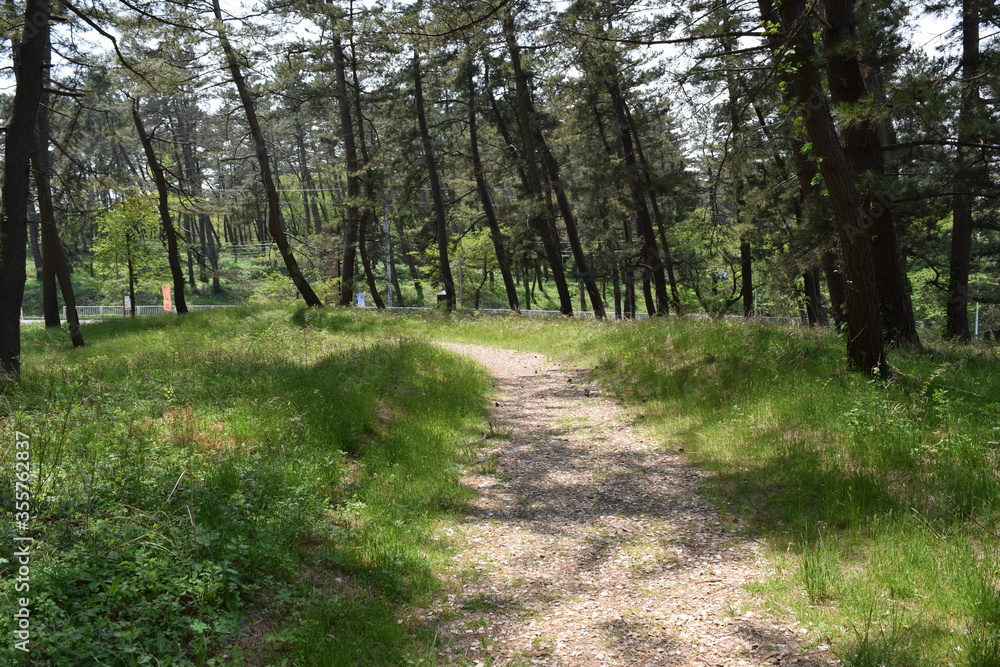 Fototapeta premium 林道 新緑 遊歩道