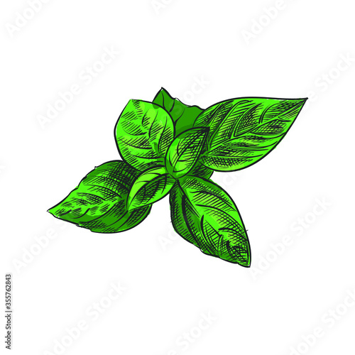 Watercolor colorful Hand-drawn sketch of green leaf of basil . Herbs, spices, seeds, seasoning