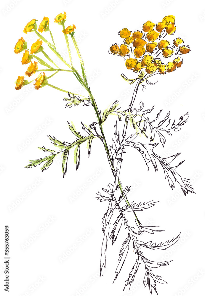 watercolor and graphic drawing botanical illustration tansy flowers and branches