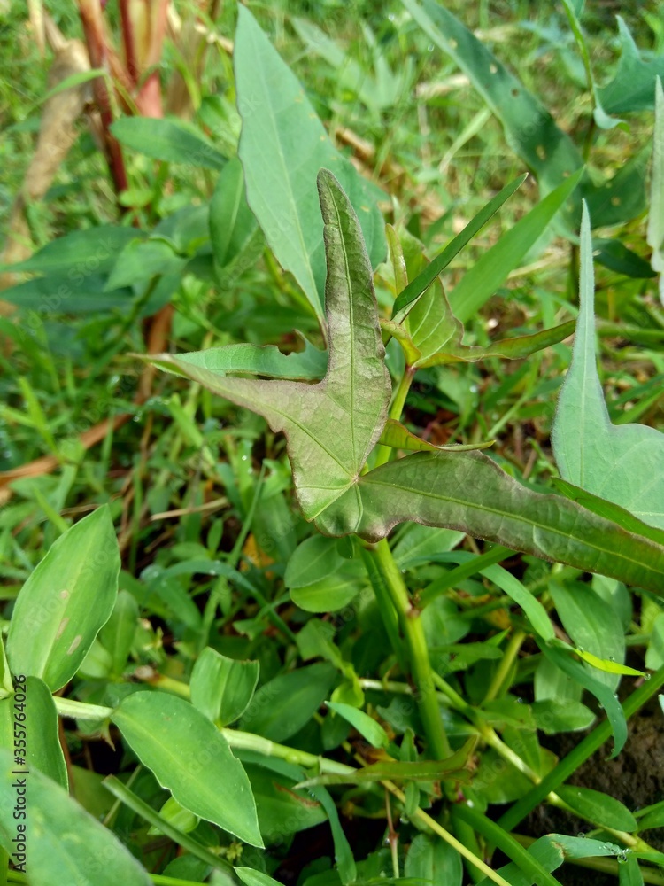 Sweet potatoes leaves with a natural background