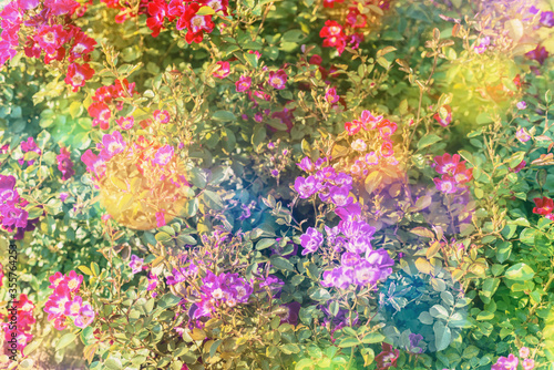 Blossom flowers bokeh- background header rose. Selective focus- soft lights pattern. Abstract defocused nature