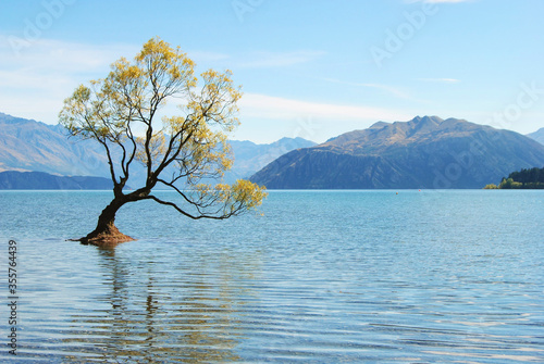 Lonely Tree On the Lake