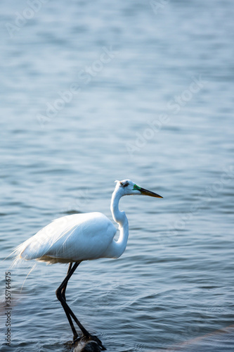 White heron perched on a rock in lake Catemaco in Mexico. Wildlife photography of shorebirds photo