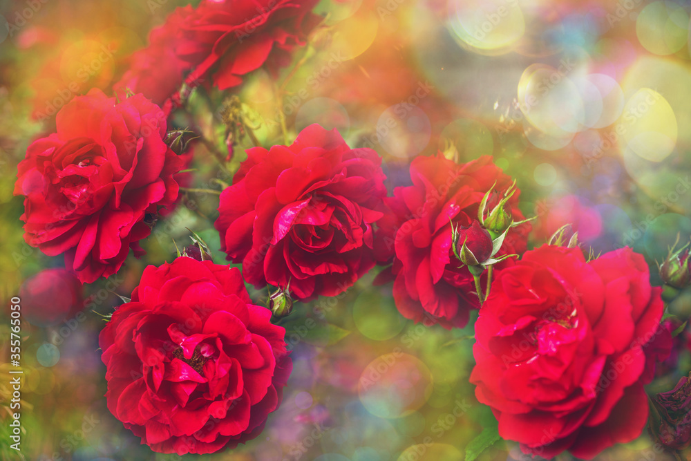 Obraz premium Blossom flowers bokeh- background header rose. Selective focus- soft lights pattern. Abstract defocused nature