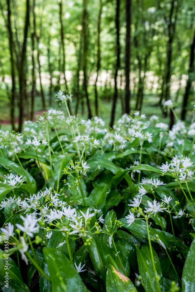custom made wallpaper toronto digitalBärlauch, allium ursinum, pflanze, kräuter, gewürz, heilkräuter, gemüse, frühling