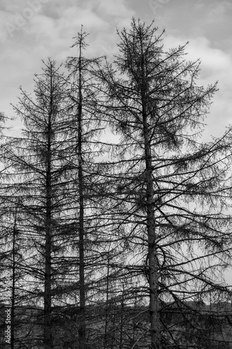 Wallpaper Mural waldsterben, borkenkäfer, trockenheit, tannen, natur, umweltkatastrophe, nachhaltigkeit, krank, krankheit, saurer regen, trockenheit, regen, umweltverschmutzung, ökologie, grün, fichten, nadelholz, na Torontodigital.ca