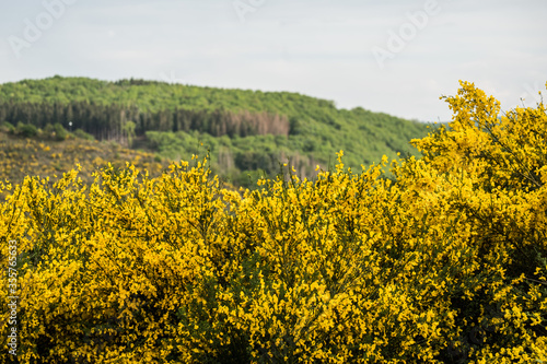 Wallpaper Mural Ginster, strauch, ginsterstrauch, genêt, fest, frühling, wiltz, besen, goldgelb, gelb Torontodigital.ca