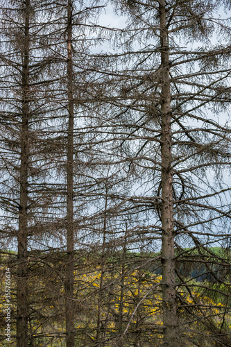 Wallpaper Mural waldsterben, borkenkäfer, trockenheit, tannen, natur, umweltkatastrophe, nachhaltigkeit, krank, krankheit, saurer regen, trockenheit, regen, umweltverschmutzung, ökologie, grün, fichten, nadelholz, na Torontodigital.ca