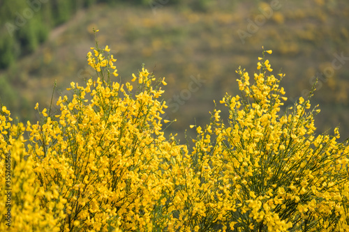 Wallpaper Mural Ginster, strauch, ginsterstrauch, genêt, fest, frühling, wiltz, besen, goldgelb, gelb Torontodigital.ca