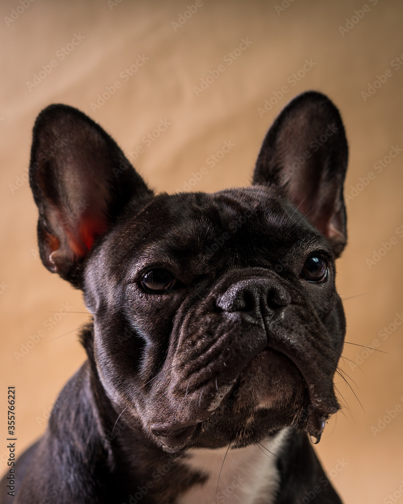 photos of my young French bulldog