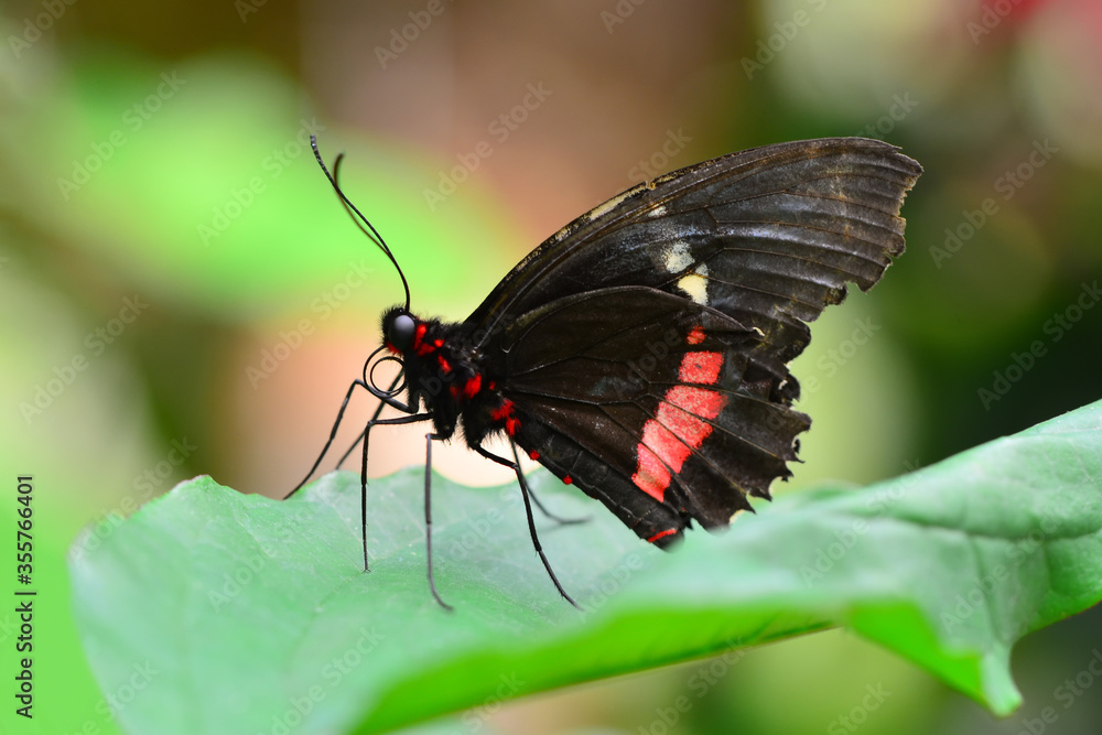 Fototapeta premium Beautiful heliconius butterfly sitting on flower in a summer garden