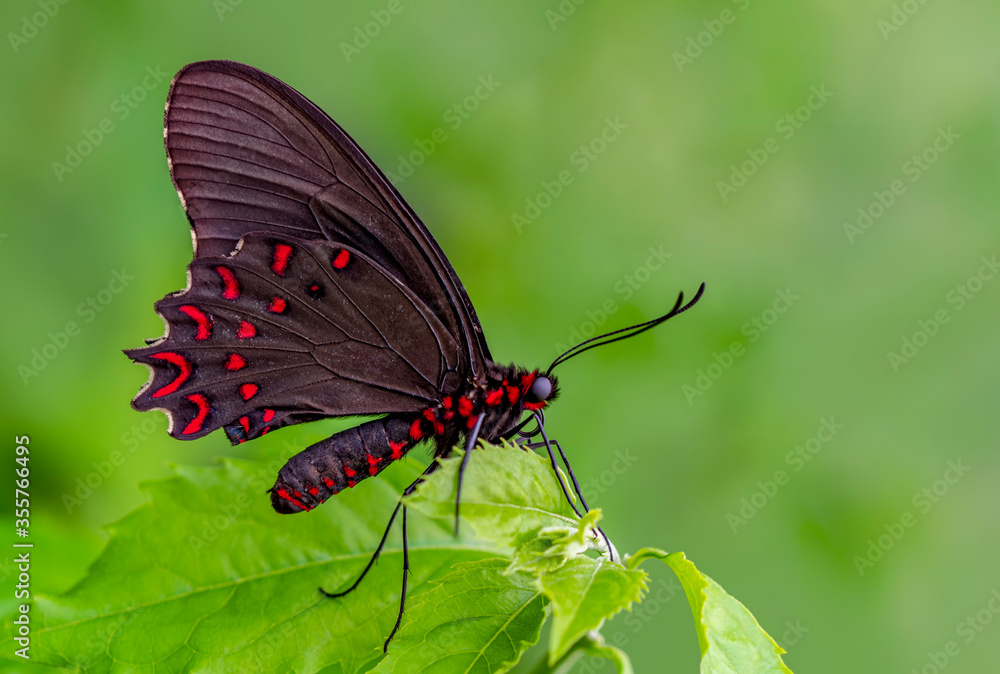 Fototapeta premium Beautiful heliconius butterfly sitting on flower in a summer garden