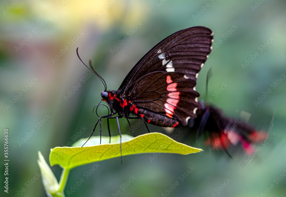 Fototapeta premium Beautiful heliconius butterfly sitting on flower in a summer garden