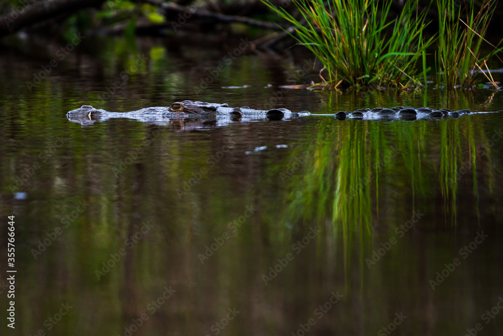 Allicagor - semiaquatic predator from the crocodile family 0 dangerous carnivore hunting in lagoone in Ventanilla in Mexico Allicagor - semiaquatic predator from the crocodile family 0 dangerous carnivore hunting in lagoone in Ventanilla in Mexico