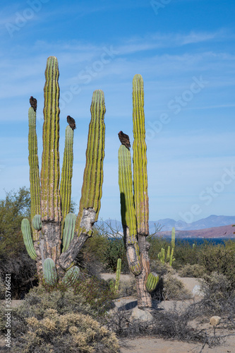 New world vulture committee perched on Carnegiea gigantea known as the saguaro cactus somewhere in the desert in Baja California / Nature Landscape
