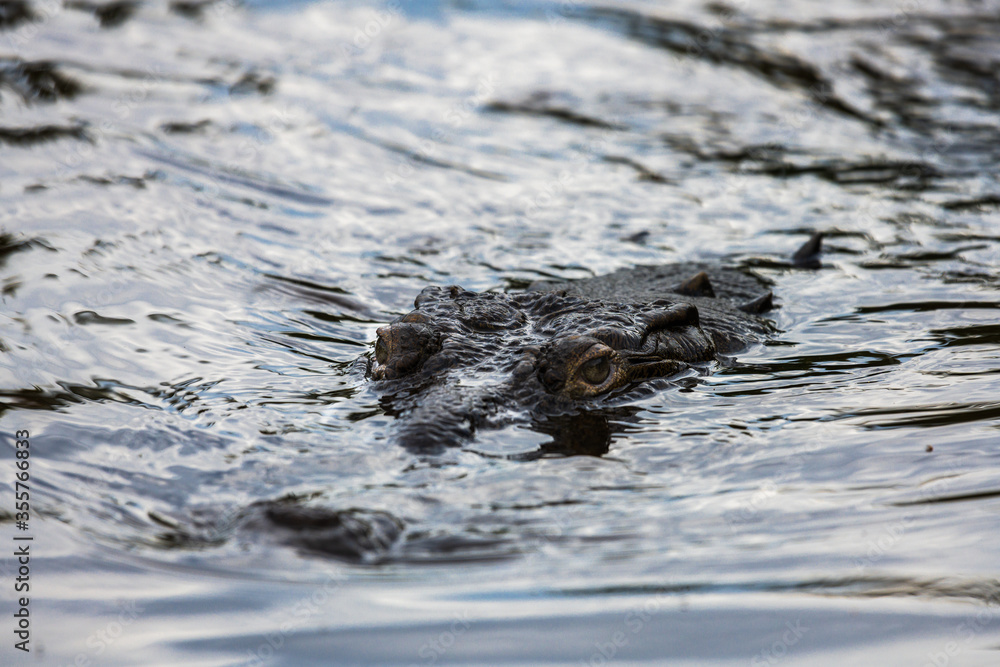 Macro capture of an isolated crocodile head floating in fresh waters while hunting in Ventanilla, Mexico Macro capture of an isolated crocodile head floating in fresh waters while hunting in Ventanilla, Mexico