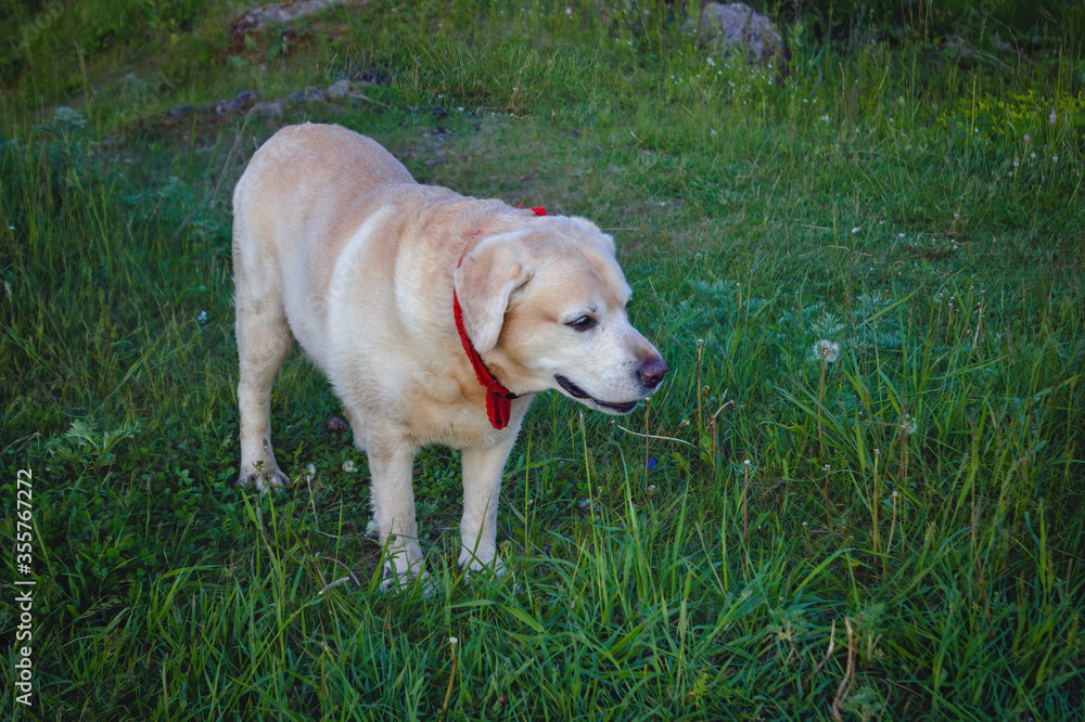 Golden Labrador Retriever walks in the woods on a green lawn. Golden Labrador Retriever walks in the woods on a green lawn.
