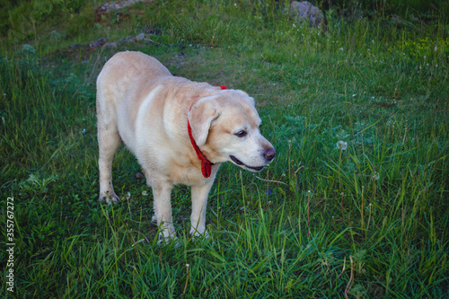 Golden Labrador Retriever walks in the woods on a green lawn.