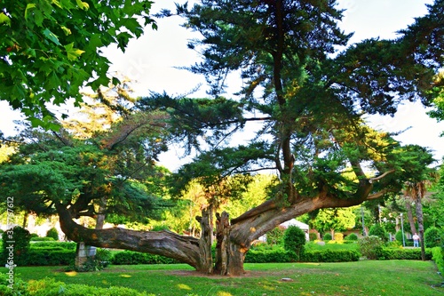 old tree in the park public in the tourist resort of Vada in Livorno  Tuscany Italy