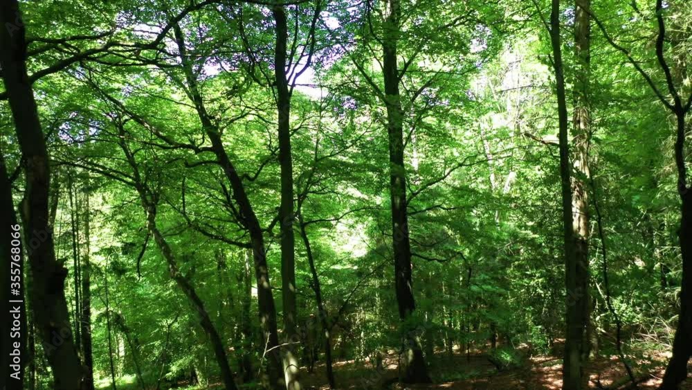 Shot moving backwards inside a bright and green forest. Shot moving backwards inside a bright and green forest.