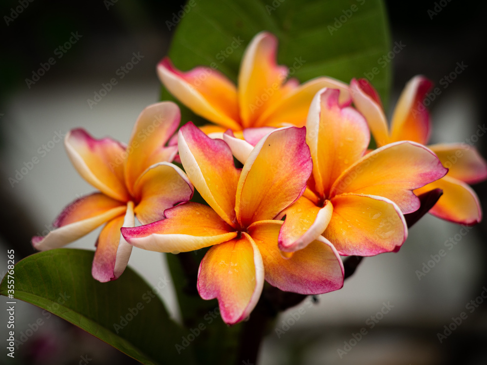 Blooming colorful frangipani plumeria flower.  Closed up.